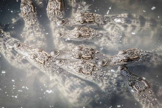Group of young crocodiles are basking in the concrete pond. Crocodile farming for breeding and raising of crocodilians in order to produce crocodile and alligator meat, leather, and other goods.
