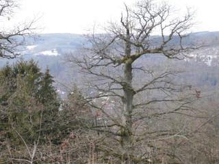 odenwald, landschaft im Winter