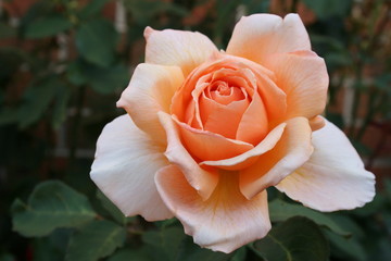 Rose - 'Just Joey'