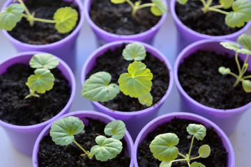 plant in a pot