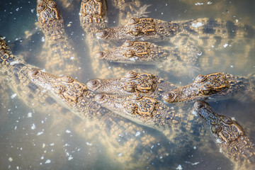 Group of young crocodiles are basking in the concrete pond. Crocodile farming for breeding and raising of crocodilians in order to produce crocodile and alligator meat, leather, and other goods.