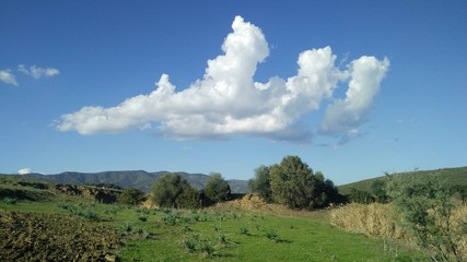 Fototapeta premium clouds over a field
