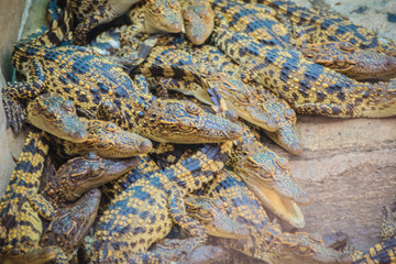 Group of young crocodiles are basking in the concrete pond. Crocodile farming for breeding and raising of crocodilians in order to produce crocodile and alligator meat, leather, and other goods.