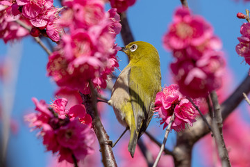 Red plum flower and Japanese White-eye, Aobanomori park in Chiba city, Chiba prefecture, Japan