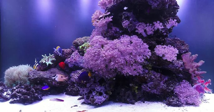  Screensaver of a large reef aquarium with corals, fish, shrimps and other sea creatures