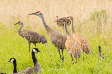 Sandhill cranes (Grus canadensis) & Canada geese (Branta canadensis) feeding in meadow;  Alaska