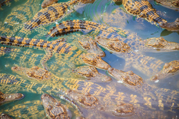 Fototapeta premium Group of young crocodiles are basking in the concrete pond. Crocodile farming for breeding and raising of crocodilians in order to produce crocodile and alligator meat, leather, and other goods.