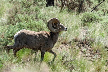 Kamloops Big Horn Sheep