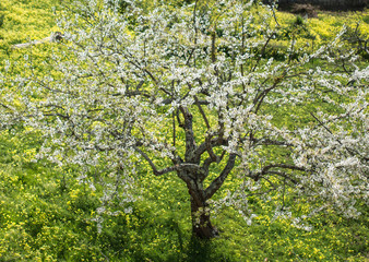 Fototapeta na wymiar blooming in spring