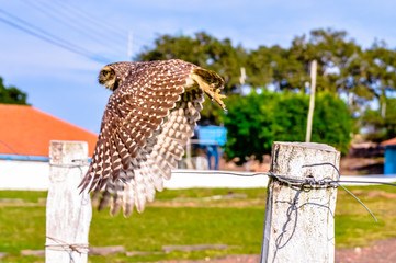 Pantanal