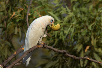 Little Corella feeding on wild melon
