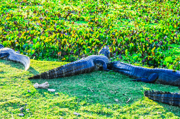 Pantanal
