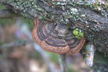 mushroom on tree