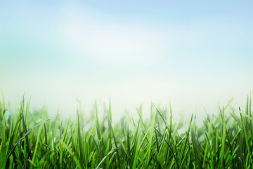 Plakat green grass and blue sky background, sunny meadow, lawn and sky