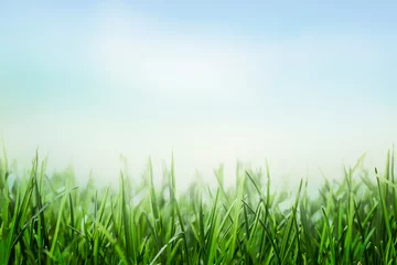 Foto op Plexiglas green grass and blue sky background, sunny meadow, lawn and sky © Mariusz Blach