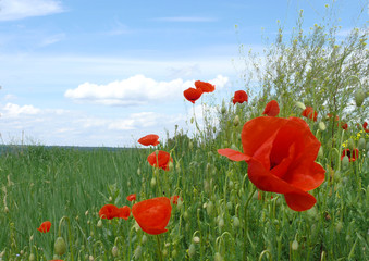 Obraz premium poppies on the field of wheat