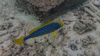 Papageifisch am Korallenriff Unter Wasserwelt auf Insel Meedhupparu auf Malediven im Indischen Ozean