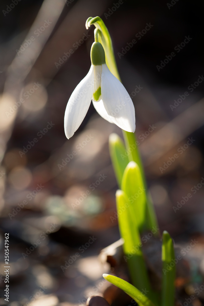 Wall mural Snowdrop flower growing in the forest. Blurry background.