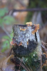 stump shrooms