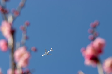 Red plum and airplane, Aoba no mori park in Chiba city, Chiba prefecture, Japan