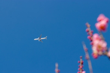 Red plum and airplane, Aoba no mori park in Chiba city, Chiba prefecture, Japan