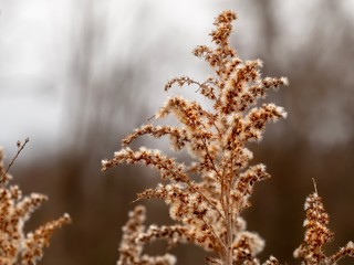 Ornamental Grass Up Close