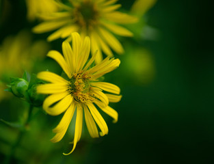 Yellow wildflowers in summer