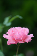 pink flower