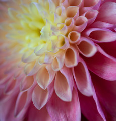 closeup of a dahlia flower