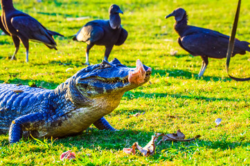 Pantanal