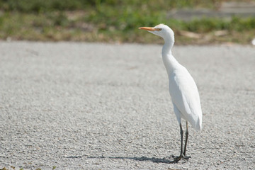 Cattle egret crossing a road - Bubulcus ibis