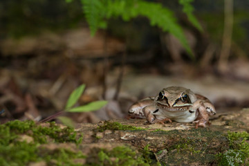 Naklejka na ściany i meble Wood frog - Rana sylvatica