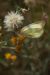 Cabbage White Butterfly over Sweet Bush and Dandelion