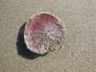 shell on the beach