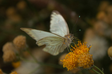 Cabbage White Butterfly over Sweet Bush Yellow Flower and Little Friend