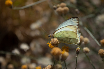 Cabbage White Butterfly over Sweet Bush Yellow Flower