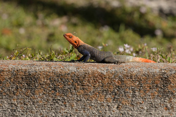 Red-headed agama - Agama agama
