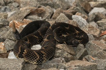 Naklejka premium Black timber rattlesnake - Crotalus horridus