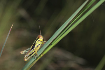 Juvenile two-striped grasshopper - Melanoplus bivittatus