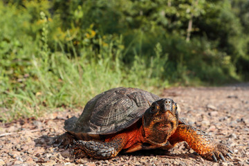 Wood turtle crossing road - Glyptemys insculpta