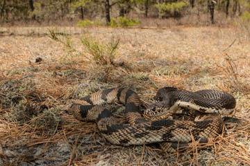 Northern pine snake - PItuophis melanoleucus