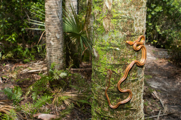 Yellow rat snake climbing a palm tree - Pantherophis alleghaniensis