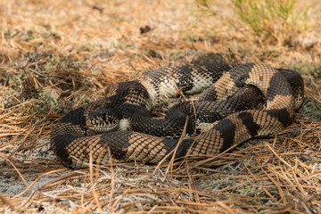 Northern pine snake - PItuophis melanoleucus