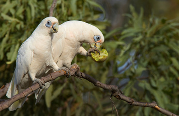 Two Little Corellas