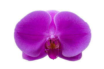 Fototapeta na wymiar Image of Beautiful Purple Orchid Flowers on white background.