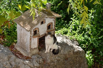 Gato en la puerta de su casa