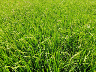Rice green field farm growth and bright at Thailand countryside agriculture top view by Drone