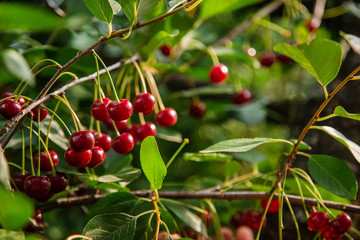 Red cherry on a tree branch in the garden, harvest time of berries.