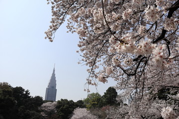 桜の風景