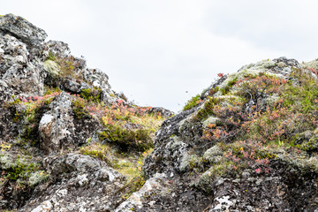 Landscape view of rocky Thingvellir cliff on golden circle in Iceland during day and national park with nobody and red autumn foliage